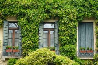 Urban Homesteading Made Easy: Gardening from Balconies to Rooftops